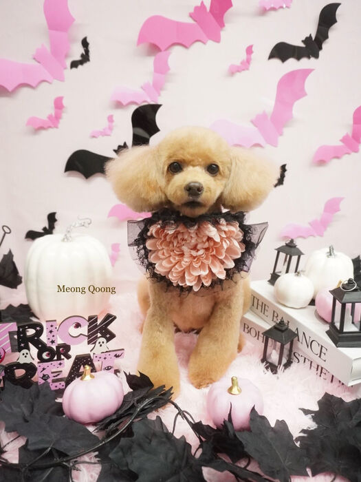 画像12555